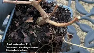 Hydrangea - Pixio