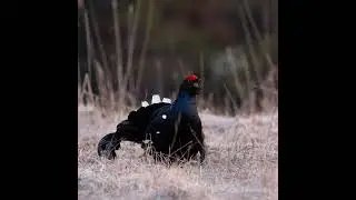 Тетеревиный ток | Lekking grouse