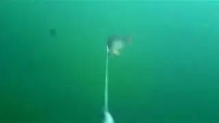 Slow Motion Pike attack a 25 cm Line Thru Roach