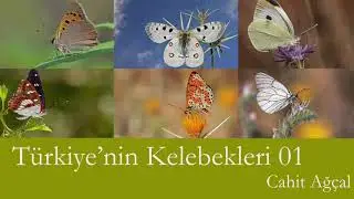 Butterflies of Turkey  (Türkiye'nin Kelebekleri) 001