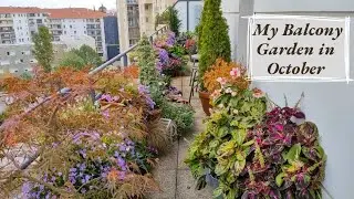 My Urban Balcony Garden in October