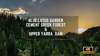 visit to Blue Lotus Water Garden, cement Greek forest , Upper  Yarra Reservoir Park