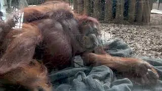 Orangutan Makes Her Bed and Settles Down To Nap