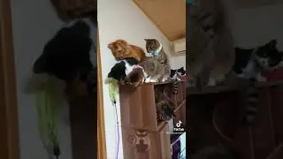 Коты и  котята #приколы