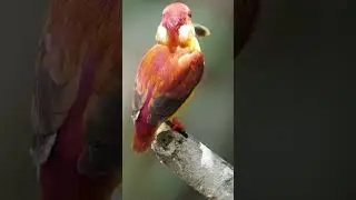 Rufous-backed Kingfisher #shorts #youtubeshorts #wildlifeshorts #birds
