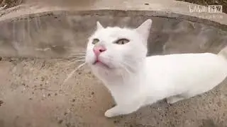Strapped a camera onto a stray cat, to spy on his friends