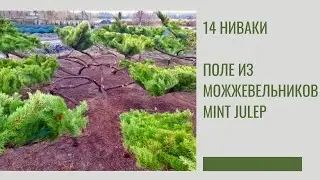 14 НИВАКИ из поля можжевельников MINT JULEP | ТОПИАРНЫЙ САД