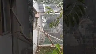 MOSTRANDO MELHORIAS FEITAS NO VIVEIRO, E ALGUNS PROBLEMAS COM PÁSSAROS NO VIVEIRO.