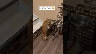Самая смелая собака😂 #немецкаяовчарка #собака #рыжийкот #животные