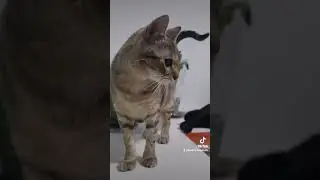 Софочка