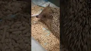 🥵Африканскому ёжику тоже жарко летом