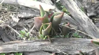 Весна ИДЁТ!