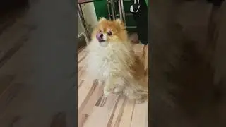 собака псих
