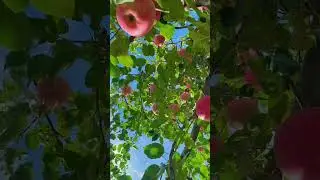 Please enjoy the beautiful apple orchard& fruit video❤ fruit video🔥Fruit Unzip Video#fruits