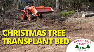 When Christmas Tree Seedlings Are Too Small For The Field