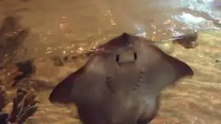 Ну дай ням ням:))) Смешное видео, видео прикол:)