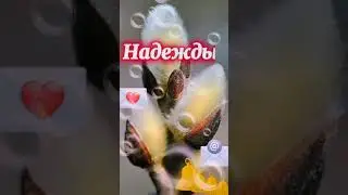 Услышавшим церковные колокола придёт благодать тотчас  , как манна небесная ... /CM в комментариях/