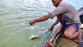 নদীতে পাঙ্গাস (Pangasius) মাছ এসে গেছে । Sundarban । Catfish । Hook fishing in Sundarban river