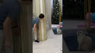 КОШКА ПРОСИТ ПОИГРАТЬ 🐱