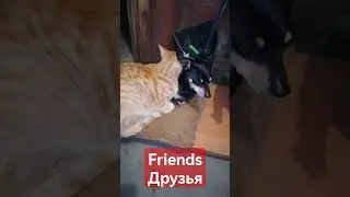 @anifriend142 Друзья / Friends
