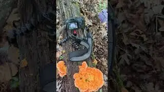 split gill mushroom 🍄🥰 