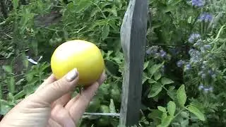 томат Сладкий пончик