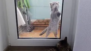 Котейка хочет домой (Kitty wants to go home)