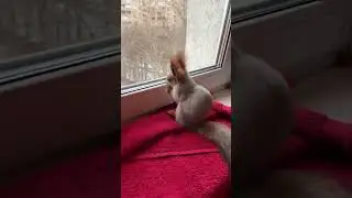 Интеллектуальный Белка Чип😂