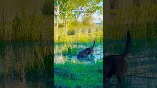 Belçika kurt köpeği Malinois  #shorts #malinois #belçikakurdu #dog