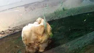 This is super cool looking!! air bubbles and Algae look like green crystals