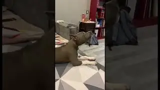 Щенок поёт под саксофон