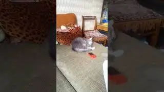 СТЕШУЛЬКА И ДАШУЛЬКА:)