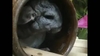 Шуша прихорашивается!