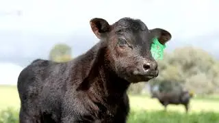 A passion for beef and the environment - Jon Wright, Coota Park Blue-E