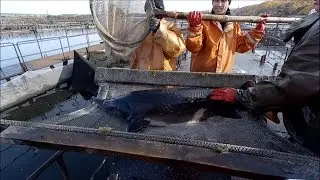 УЗИ для белуги и огромных осетров. УЗИ диагностика стадий созревания гонад осетров