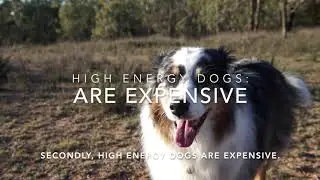 3 Things I Wish I Knew Before Getting a High Energy Dog