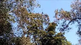 Bat