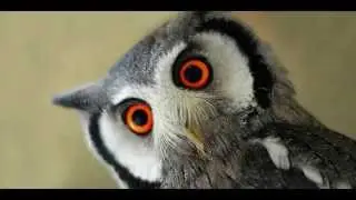 [HD] Binatang Teraneh Sepanjang Masa (most curious animals around the world)