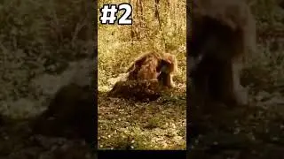 CAMUFLAJES FREE FIRE NIVEL DIOS 🌚🤯 #viral #trend #freefire #camuflaje