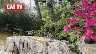 Cat TV | Bunnies, Birds, and Squirrels: A Tranquil Nature Banquet | Nature Compilation | Dog TV