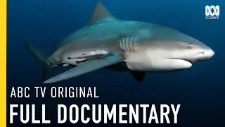 Catching Bull Sharks In Crocodile-Infested Waters | FULL DOCUMENTARY | ABC iview