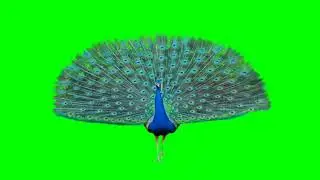 Video Background Effect Green Screen, Green screen video, peacock video green screen PNG