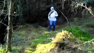 The Hollow forrest