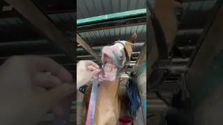 Can Horses Eat Fruit by the Foot? 