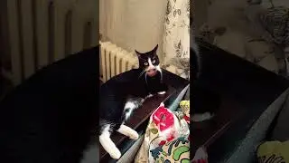 Кот говорящий рот. Когда пришла к коту с новой идеей для видео