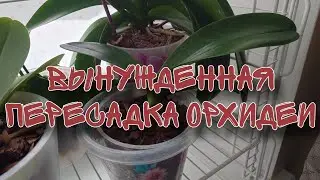 Вынужденная пересадка орхидеи. Минусы удобрения. Как избавиться от гниения