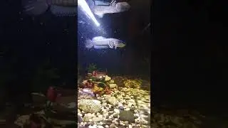 teman ☕ chana pulchra predator