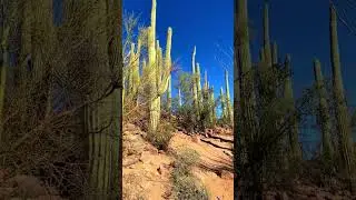 Saguaro National Park 17