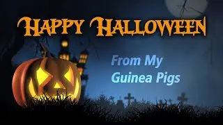 Happy Halloween, Guinea Pig Lovers!