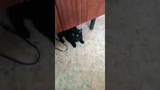 Кореш отдыхает